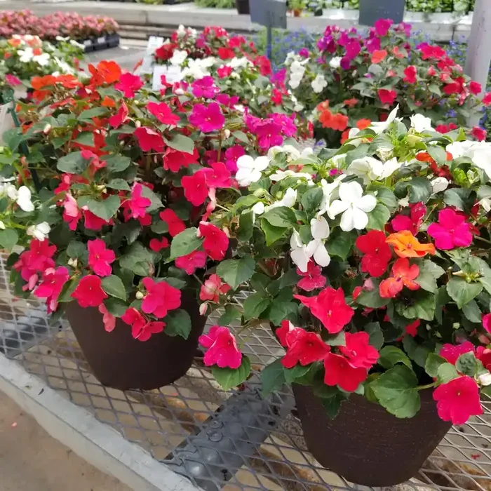 Impatien Imara™ XDR Mix- 10″