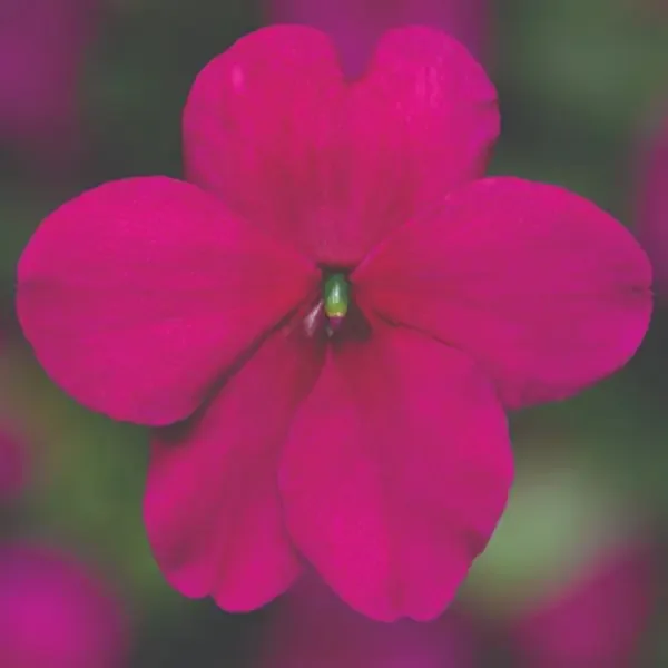 Impatiens Imara™ XDR Purple – 4 pak