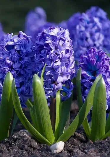 INDIVIDUAL HYACINTH BULB, ASSORTED COLORS