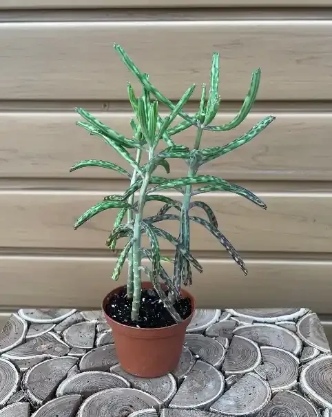 KALANCHOE delagoensis- 3″