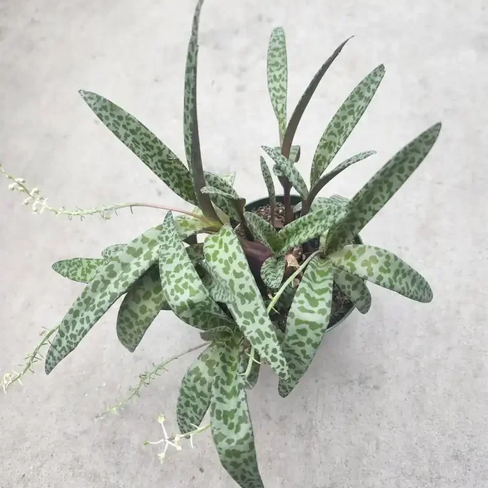 Ledebouria ‘Silver squill’ , Leopard lily- 4″