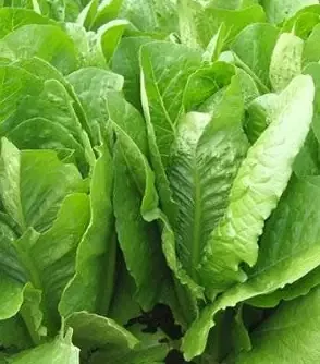Lettuce Parris Island (Romaine)- 4 pak