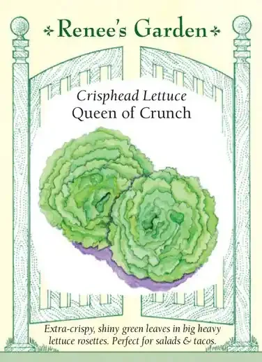 LETTUCE QUEEN OF CRUNCH CRISPHEAD