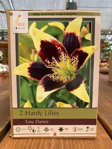 LILIUM ASIATIC, EASY DANCE- 2 BULBS