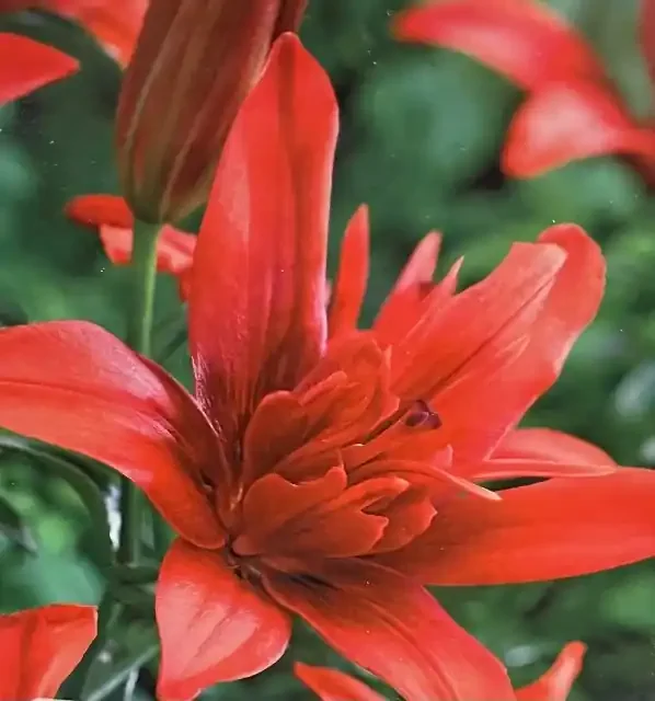 LILIUM ASIATIC, RED TWIN- 3 BULBS