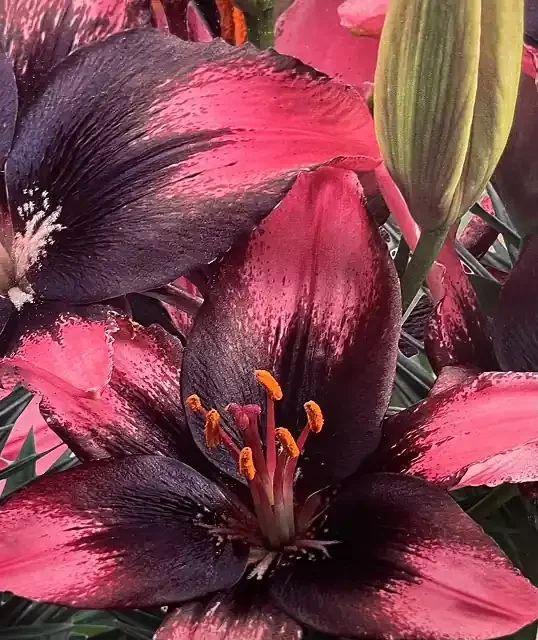 LILIUM ASIATIC, TRENDY SANTO DOMINGO- 3 BULBS