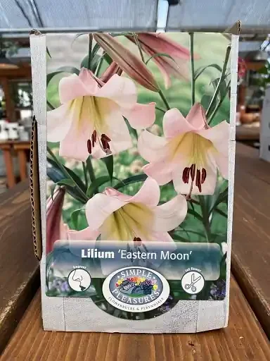 LILIUM GIANT HYBRID, EASTERN MOON- 2 BULBS