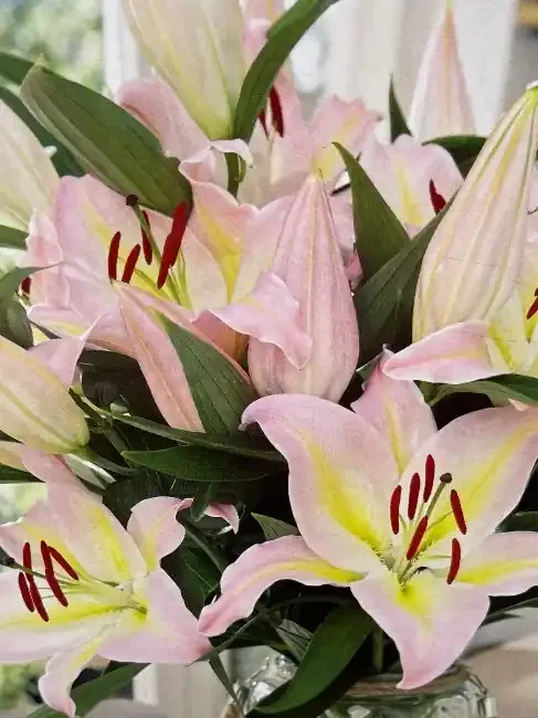 LILIUM ORIENTAL, HOCUS POCUS- 2 BULBS