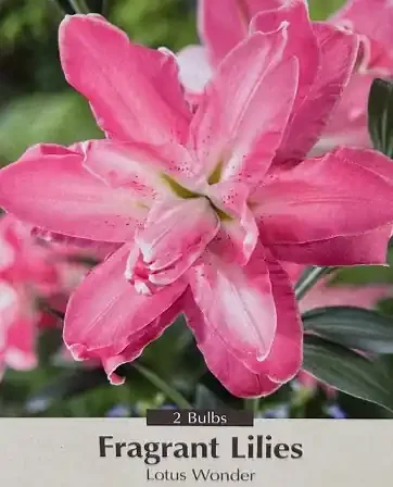 LILIUM ORIENTAL, LOTUS WONDER – 2 BULBS