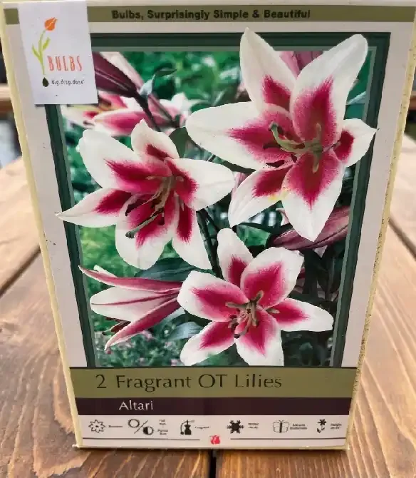 LILIUM ORIENTAL TRUMPET, ALTARI – 2 BULBS