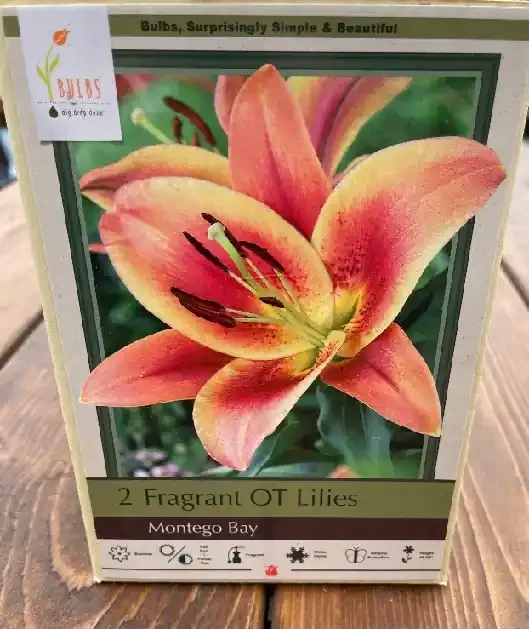 LILIUM ORIENTAL TRUMPET, MONTEGO BAY- 2 BULBS