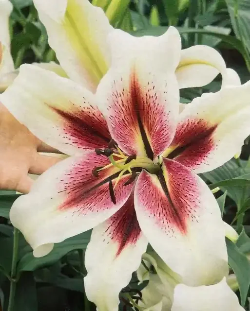 LILIUM SPECIALTY, ZEBA- 3 BULBS