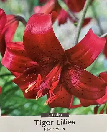LILIUM TIGRINUM, ‘RED VELVET’ – 2 BULBS