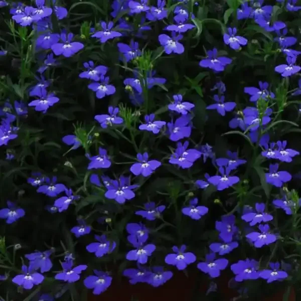 Lobelia Regatta Midnight Blue – 4 pak