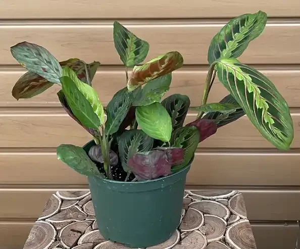 Maranta, Red- 6″