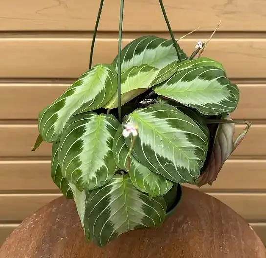 Maranta ‘SIlver Band’ – 6″ Hanging Basket
