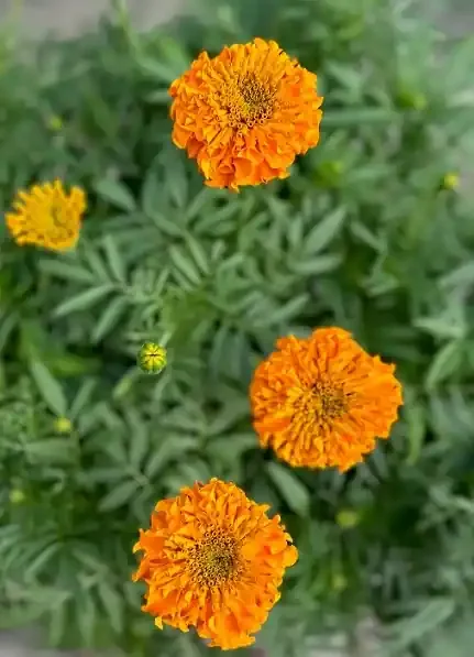 Marigold ‘Antigua™ Orange’- 6″ Pot