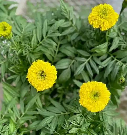 Marigold ‘Antigua™ Yellow’- 6″ Pot