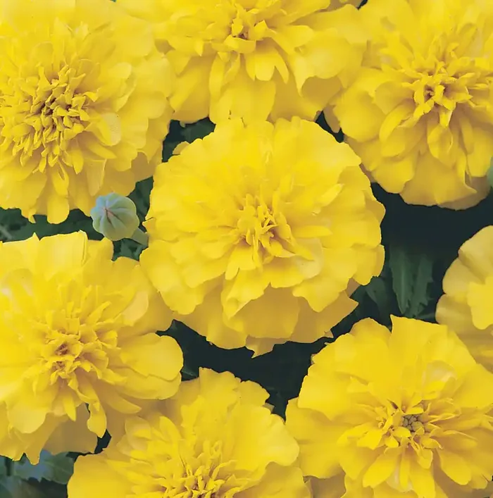 Marigold Bonanza™Yellow- 4 pak