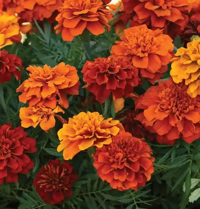 Marigold ‘Fireball’- 6″