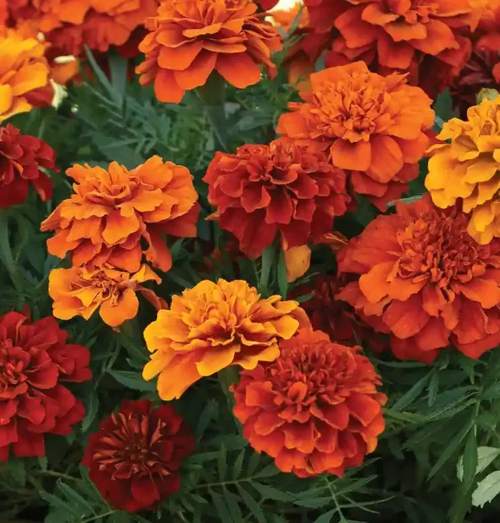 Marigold French ‘Fireball’ – 4 1/3″ pots