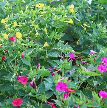 Marvel of Peru Four O’Clocks