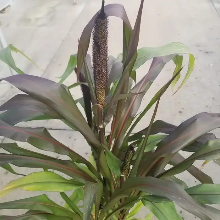 Millet ‘Purple Baron’ – Gallon Pot