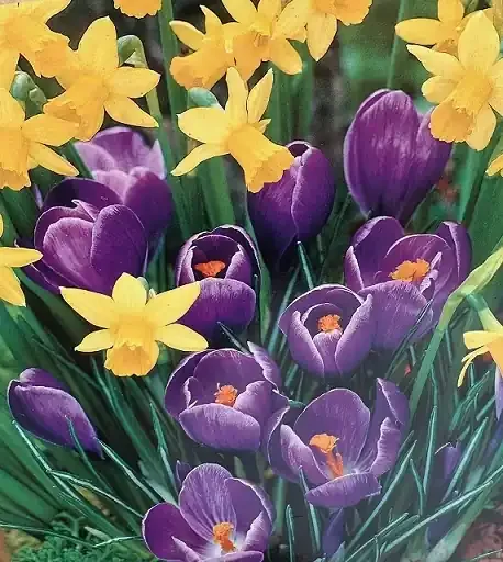 MIXED BULBS, GOODBYE WINTER BLEND- 20 BULBS/ PACK