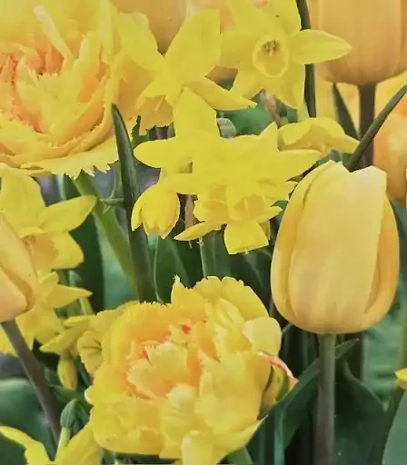 MIXED BULBS, HELLO SUNSHINE BLEND- 15 BULBS/ PACK