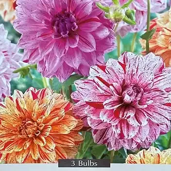 MIXED BULBS, PAINTERS PALLETTE BLEND- 3 CLUMPS