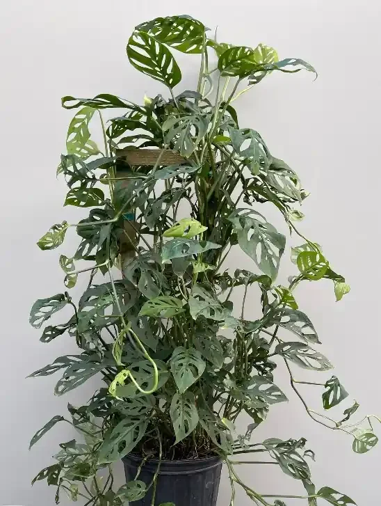 Monstera adansonii, Trellis- 10″