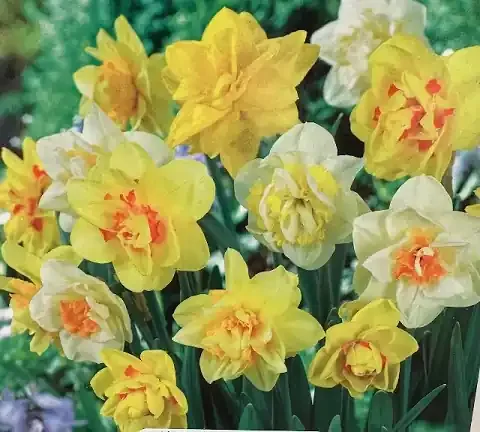 NARCISSUS ‘DOUBLE NARCISSUS MIXTURE’- 7 BULBS