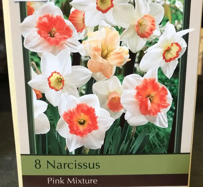 NARCISSUS ‘PINK MIXTURE’- 8 BULBS PER PACKAGE