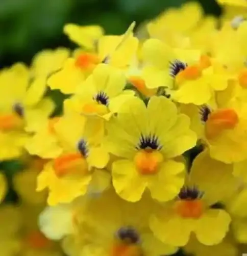 Nemesia Babycakes™ Little Banana – 4 1/3″ Pot