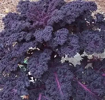 Ornamental Kale ‘Scarletbor’ – 6″ Pot