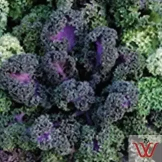 Ornamental Kale ‘Yokohama Red’ – 4 1/3″ Pot