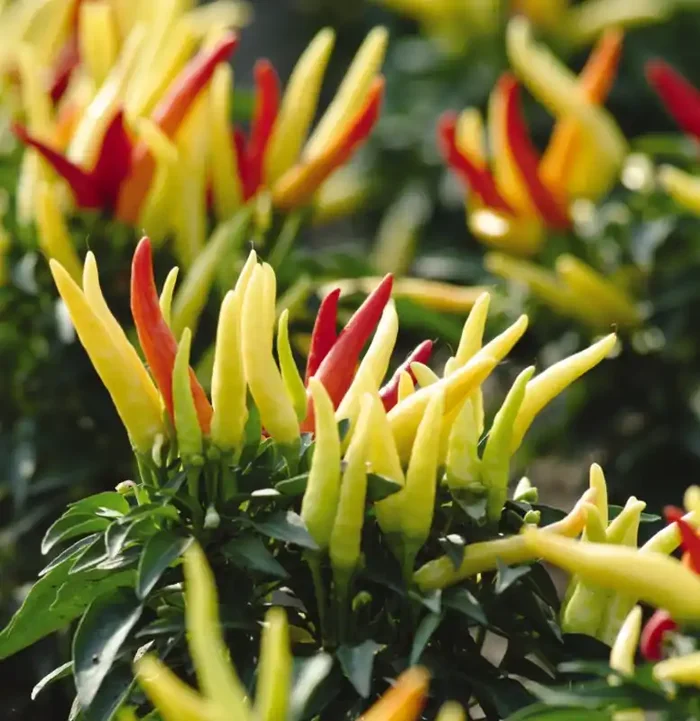 Ornamental Pepper ‘Chilly Chili’ – 4 1/3″ Pot
