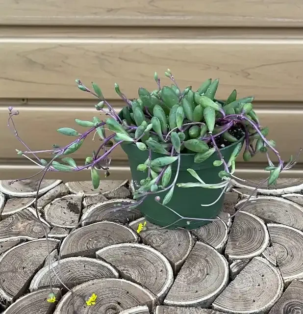 Othonna capensis- 4″