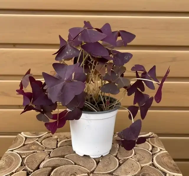 Oxalis, Purple- 4″