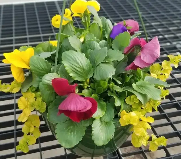 Pansy Combination Mix- 10″ Hanging Basket