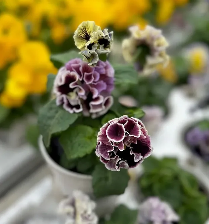 Pansy Elegance Twilight Collection – 4 1/3″ Pot