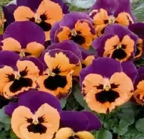 Pansy Inspire® Purple & Orange- 4 1/3″ Pot