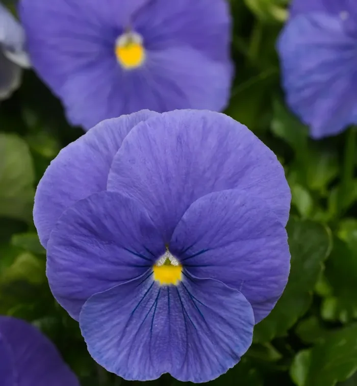 Pansy Matrix® True Blue- 4 1/3″ Pot