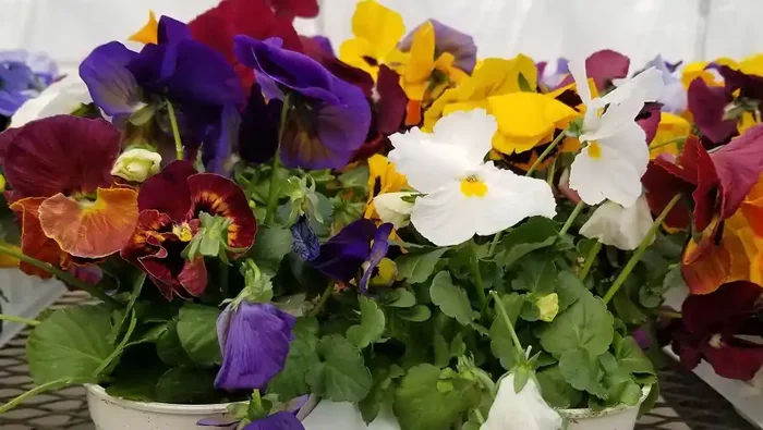 Pansy Spring Matrix Mix- 4 1/3″ Pot