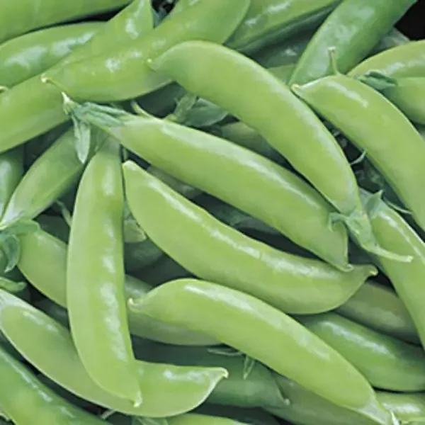 Pea Super Sugar Snap – 6″ pot