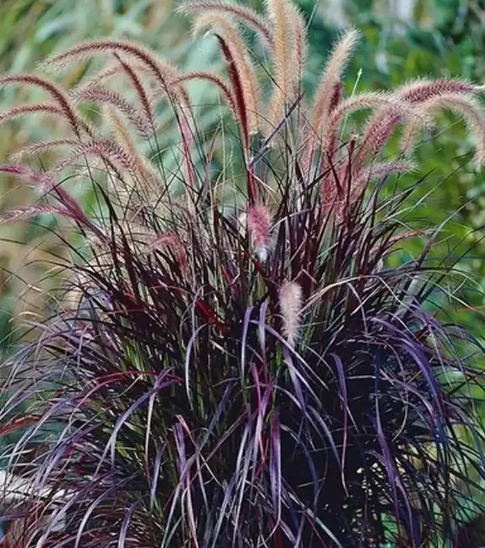 Pennisetum Rubrum, Purple Fountain Grass – 4 1/3″