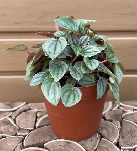 PEPEROMIA ‘Frost’ – 4″
