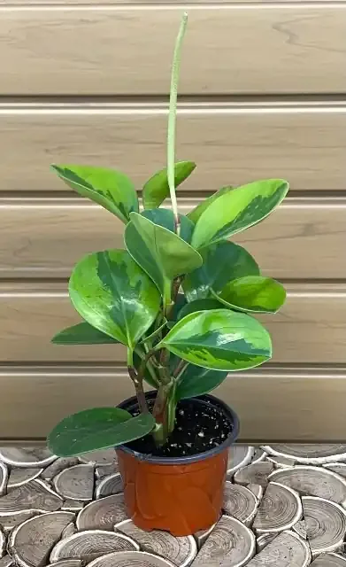 PEPEROMIA ‘Lemon Lime’ – 4″