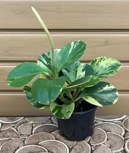 PEPEROMIA obtusifolia ‘Marble’ – 4″