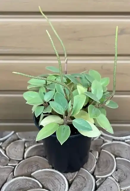 Peperomia orba- 4″